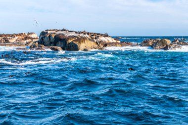 Hint Okyanusu 'ndaki bir adada dinlenen kürk fokları. Güney Afrika