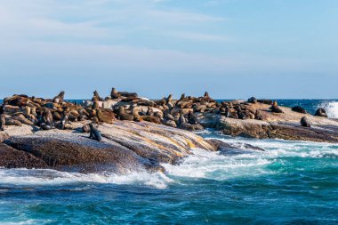 Hint Okyanusu 'ndaki bir adada dinlenen kürk fokları. Güney Afrika