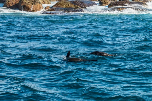 海角海豹栖息在印度洋的一个岛上 — 图库照片