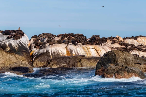 海角海豹栖息在印度洋的一个岛上 — 图库照片