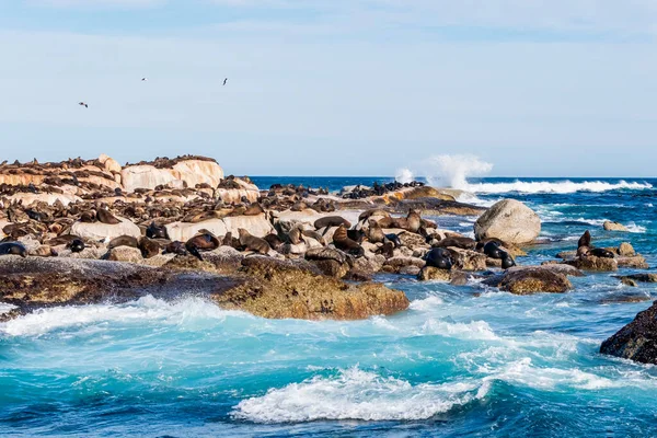 Hint Okyanusu 'ndaki bir adada dinlenen kürk fokları. Güney Afrika