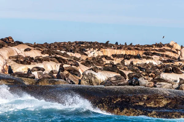 Tuleni Mysu Odpočívající Ostrově Indickém Oceánu Jižní Afrika — Stock fotografie