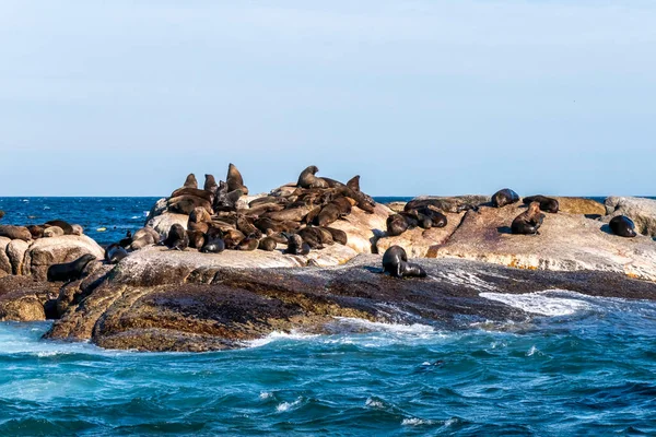Focas Del Cabo Descansando Una Isla Océano Índico Sudafrica — Foto de Stock