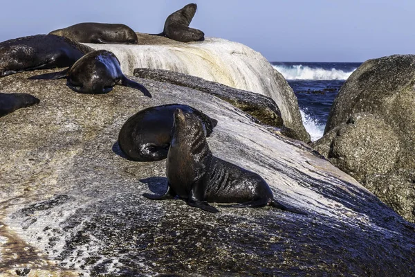 Tuleni Mysu Odpočívající Ostrově Indickém Oceánu Jižní Afrika — Stock fotografie