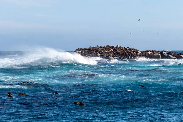 stock image Cape fur seals resting on an island in the Indian Ocean. South Africa