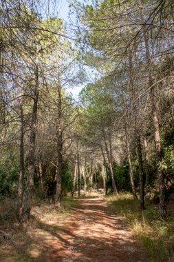 Sonbahar ormanındaki ağaçlar arasında yol. Dallar arasında güneş ışınları. Ağaçların gölgesi. Doğal manzara.