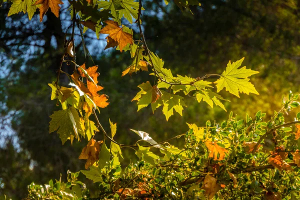 Zlaté Listí Korunovníku Světle Slunce Podzimní Listí Padá Izraeli — Stock fotografie