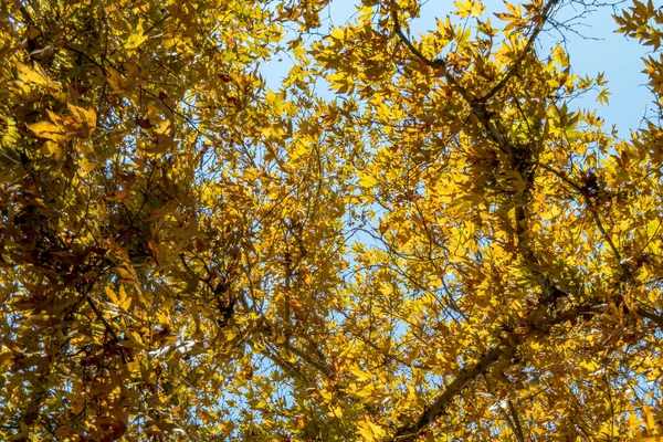 Золотая Листва Сикамора Лучах Солнца Осенний Листопад Израиле — стоковое фото