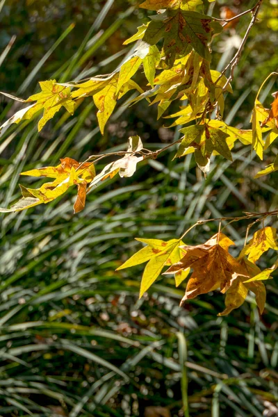 Χρυσό Φύλλωμα Της Συκομουριάς Υπό Φως Του Ήλιου Φθινοπωρινή Πτώση — Φωτογραφία Αρχείου