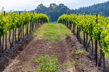 Yeşil yapraklı sarmaşıklar. Bahar bağları İsrail
