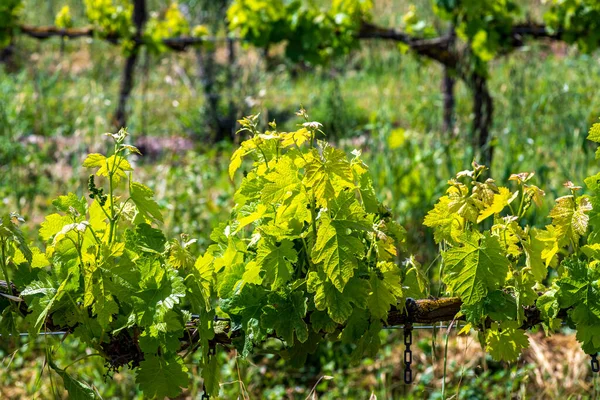 Wiersze Winorośli Młodymi Zielonymi Liśćmi Wiosenna Winnica Izrael — Zdjęcie stockowe
