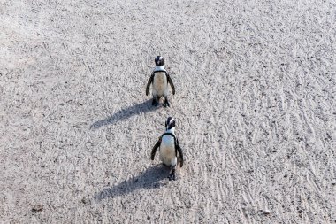Afrika Boulders Plajı Penguen Kolonisi. Penguenler kayaların ve kumların üzerinde dinleniyor. Cape Town, Güney Afrika. Kara ayaklı penguenler.