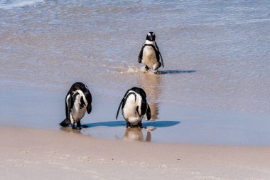 Afrika Boulders Plajı Penguen Kolonisi. Penguenler kayaların ve kumların üzerinde dinleniyor. Cape Town, Güney Afrika. Kara ayaklı penguenler.