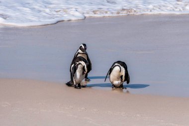 Afrika Boulders Plajı Penguen Kolonisi. Penguenler kayaların ve kumların üzerinde dinleniyor. Cape Town, Güney Afrika. Kara ayaklı penguenler.