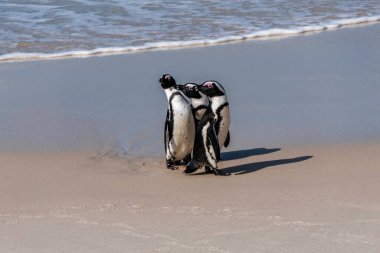 Afrika Boulders Plajı Penguen Kolonisi. Penguenler kayaların ve kumların üzerinde dinleniyor. Cape Town, Güney Afrika. Kara ayaklı penguenler.