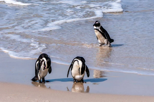 Afrika Boulders Plajı Penguen Kolonisi. Penguenler kayaların ve kumların üzerinde dinleniyor. Cape Town, Güney Afrika. Kara ayaklı penguenler.