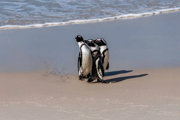 アフリカのボルダービーチペンギンコロニー ペンギンは岩や砂の上で休んでいる 南アフリカのケープタウン 黒い足のペンギン — ストック写真