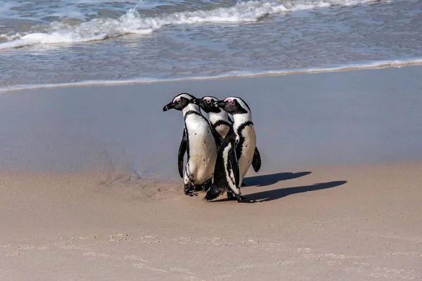 Afrikkalainen Lohkareiden Ranta Pingviinisiirtokunta Pingviinit Lepäävät Kivillä Hiekalla Kapkaupunki Etelä — kuvapankkivalokuva
