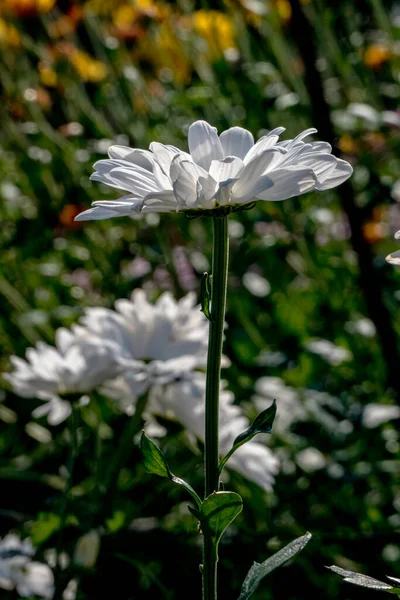 Campo Flores Brancas Crisântemos Perto — Fotografia de Stock