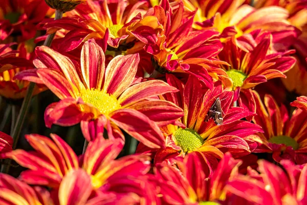 Piros Sárga Virágok Krizantém Háttér Piros Sárga Krizantém Közelről — Stock Fotó