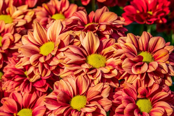 Piros Sárga Virágok Krizantém Háttér Piros Sárga Krizantém Közelről — Stock Fotó