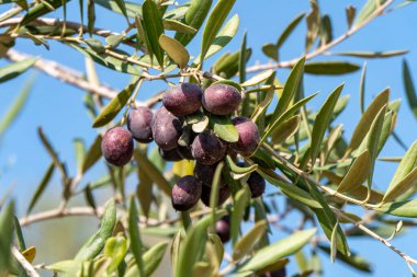 Olgun bir zeytin ağacının meyveleri yaprakların arasında yakındır. Hasat mevsimi. İsrail