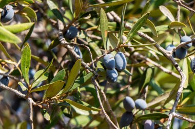 Olgun bir zeytin ağacının meyveleri yaprakların arasında yakındır. Hasat mevsimi. İsrail