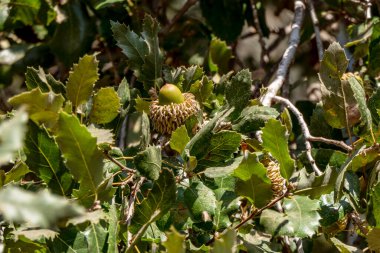 Yeşil yapraklar arasında olgun meşe palamudu bulunan Tabor meşesi dalları. İsrail