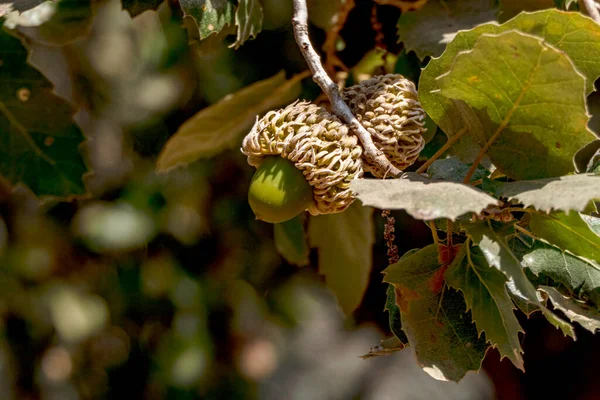 Branches of a Tabor oak tree with mature acorns close up between green foliage. Israel