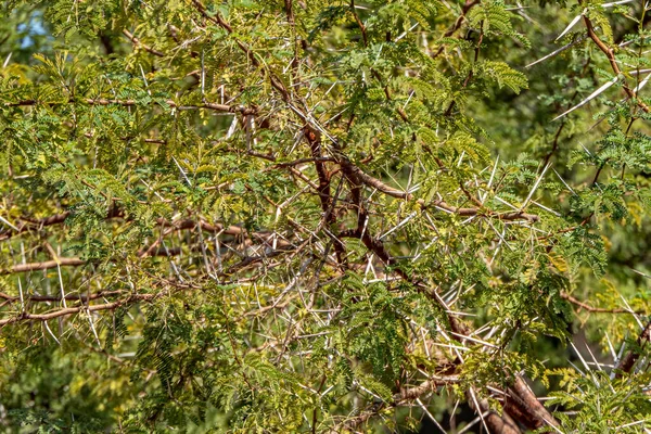 Dikenli Yeşil Yapraklı Akasya Ağacı Dalları — Stok fotoğraf