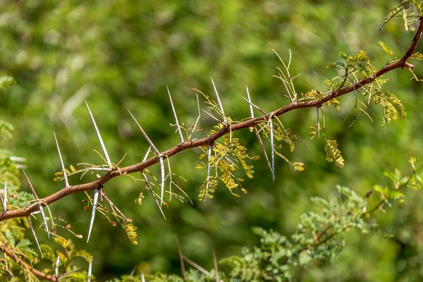 Dikenli Yeşil Yapraklı Akasya Ağacı Dalları — Stok fotoğraf
