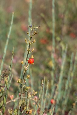 Dallardaki kırmızı sonbahar meyveleri yakındır. Seçici odaklanma. Sonbahar meyveleri mevsimi