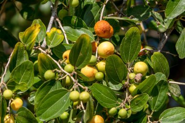 Ripening Ziziphus spina-christi Fruits among leaves close up. Israel clipart