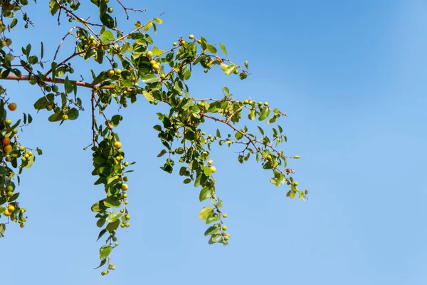 stock image Ripening Ziziphus spina-christi Fruits among leaves close up. Israel