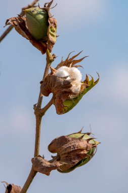 Pamuk fabrikasının tomurcukları mavi gökyüzüne karşı bir dalın üzerine kapanır. İsrail