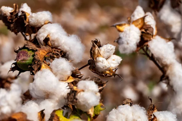 Open bolls of ripe cotton close-up on a blurred background of an agricultural field. Selective focus. Israel