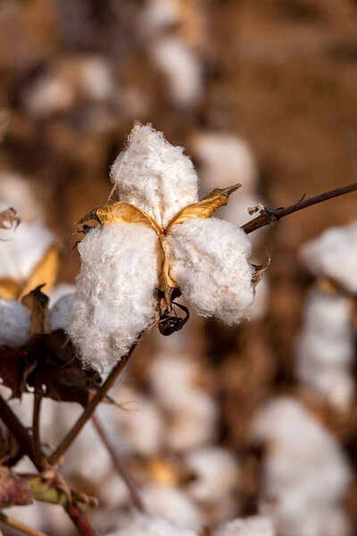Open bolls of ripe cotton close-up on a blurred background of an agricultural field. Selective focus. Israel