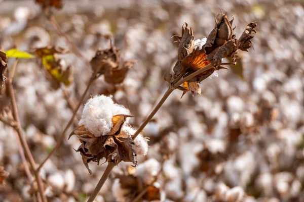 stock image Open bolls of ripe cotton close-up on a blurred background of an agricultural field. Selective focus. Israel