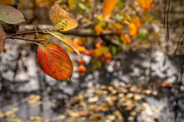 Hurma Ağacının Mevsimsel Renkli Sonbahar Yaprakları Yakın — Stok fotoğraf