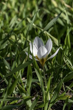 Çiçek açan beyaz çiçek, yeşil çimlerin arasında..