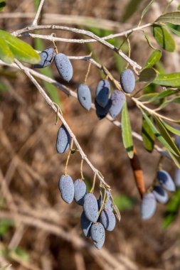 Olgun bir zeytin ağacının meyveleri yeşil yaprakların arasına yakın. Hasat et. İsrail