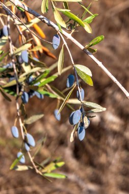 Olgun bir zeytin ağacının meyveleri yeşil yaprakların arasına yakın. Hasat et. İsrail