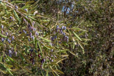 Olgun bir zeytin ağacının meyveleri yeşil yaprakların arasına yakın. Hasat et. İsrail