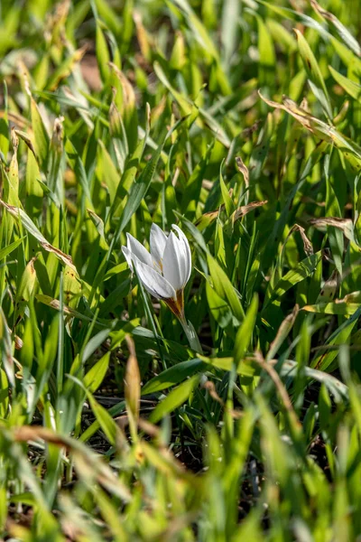 Flor Azafrán Blanco Floreciente Cerca Entre Hierba Verde —  Fotos de Stock