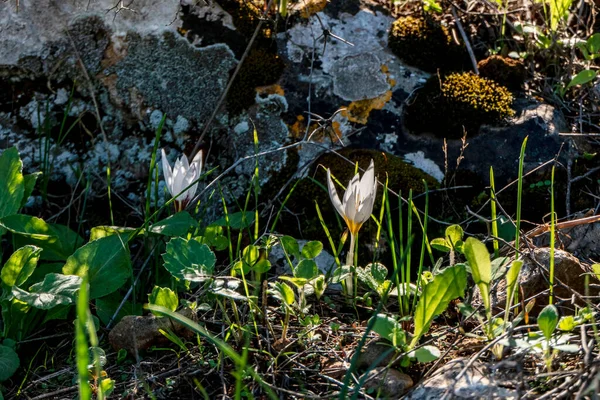 Flor Croco Branco Florescendo Perto Entre Grama Verde — Fotografia de Stock