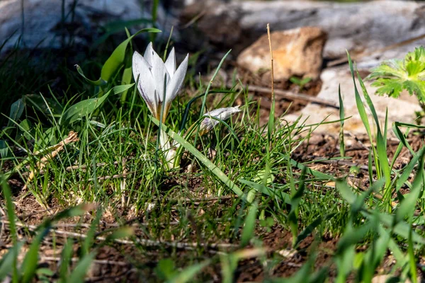 Floraison Fleur Crocus Blanc Gros Plan Parmi Herbe Verte — Photo