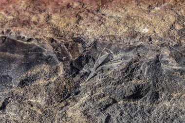 Mineralleştirilmiş taşın renkli yüzeyi. Ramon krateri. Negev Çölü. İsrail. Seçici odak