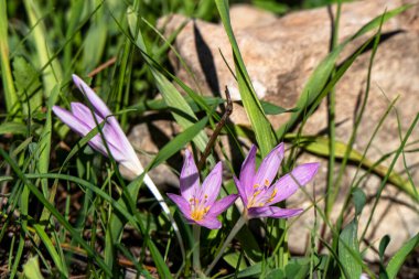 Colchicum Autumnale 'in narin pembe çiçekleri. Genellikle sonbahar gülü çiçeği olarak bilinir. Çiçek açan.