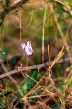 Açan vahşi siklamenlerin narin pembe çiçekleri yeşil çimenlerin arasında güneş ışığına kapanıyor.