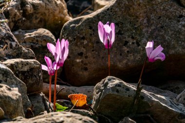 Açan vahşi siklamenlerin narin pembe çiçekleri yeşil çimenlerin arasında güneş ışığına kapanıyor.